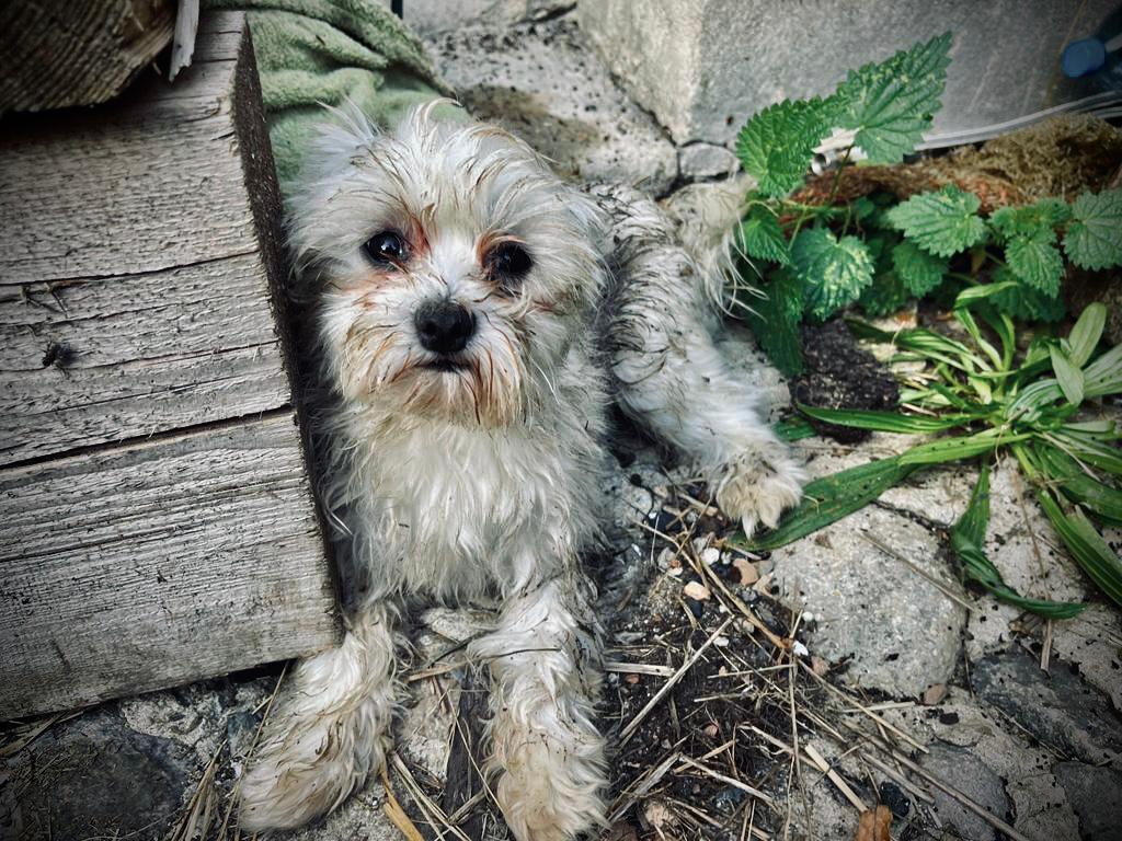 Romeo (8).jpeg